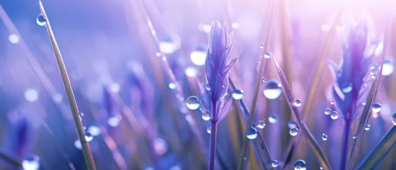 Fototapeten Macro photography of wild purple flowers on a grass field. Spring summer gentle background © Irina Sharnina