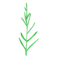 Watercolor Christmas tree leaf. Hand painted vintage element isolated on white background. Traditional evergreen elements for Christmas wreath.