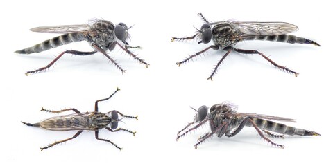 Sandhill Bladetail - Machimus hubbelli - a species of robber fly robberfly with mostly grey and...