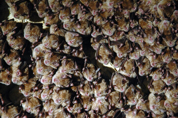 Colony of hanging bats in a cave. These fllying mammals are using echolocation to navigate