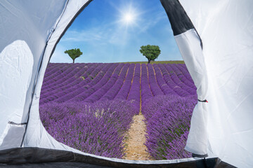 Camping on lavender field in summer -France Provence Valensole