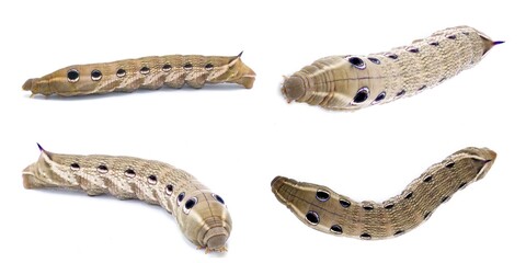 Tersa Sphinx hawk moth caterpillar - Xylophanes tersa - brown coloring with Dark eye spots with blue purple colors. Dorsal horn on back side. isolated on white background four views