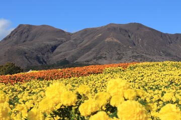 くじゅう花公園　マリーゴールド