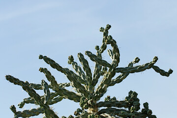 The Peruvian apple cactus (Cereus repandus)  is a large, erect, spiny columnar cactus found in...