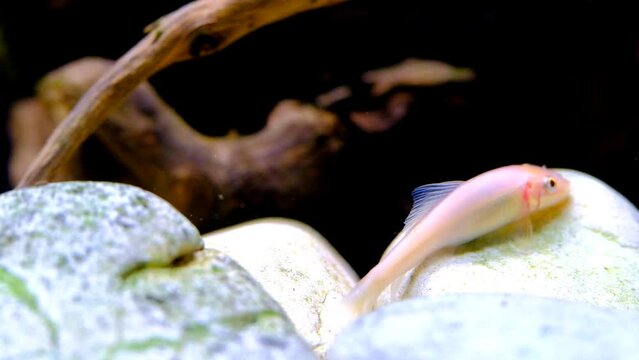 Animal Videography. Fish on tanks. Footage of Chinese algae eater fish eating moss on white rocks. Shots in 4k Resolution