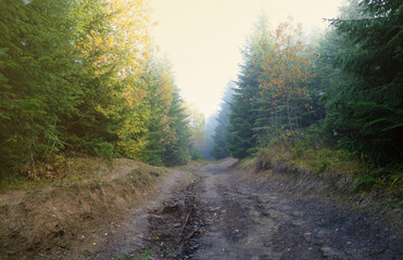 Amazing autumn forest in morning sunlight. Red and yellow leaves on trees in woodland. Golden forest landscape