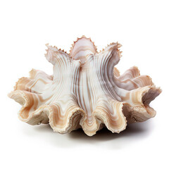 Atlantic Giant Clam Tridacna gigas