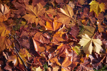 Naklejka na ściany i meble Flooded red maple leaves.