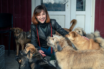 Dog at the shelter. Animal shelter volunteer takes care of dogs. Animal volunteer takes care of ...