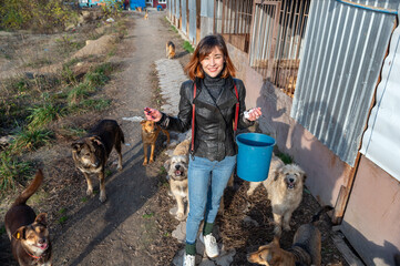 Dog at the shelter. Animal shelter volunteer takes care of dogs. Animal volunteer takes care of ...