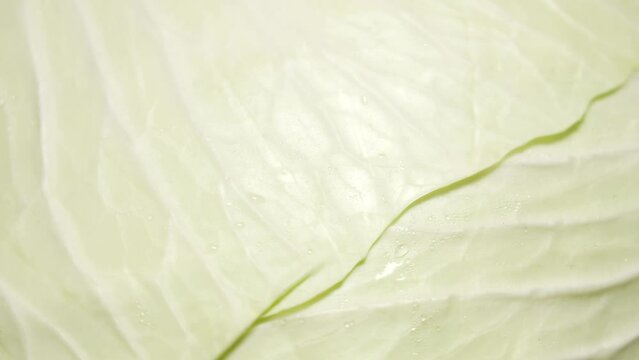 Close-up macro view of texture of fresh organic wite cabbage spinning around slowly. 4k slow motion video footage of big round wet dewy head of cabbage
