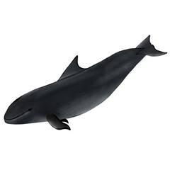 
False Killer Whale, Pseudorca crassidens on white background.