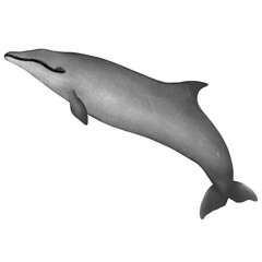 Gervais’ beaked whale on white background.