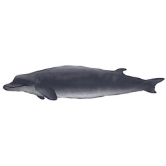 Baird’s Beaked Whale On White Background. © สมปอง ป้องปิด