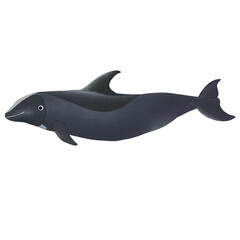 Fototapeta premium Melon Headed Whale On White Background.