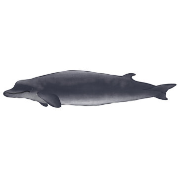 Baird’s Beaked Whale On White Background.