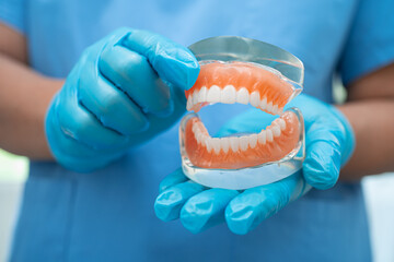 Denture, dentist holding dental teeth model to study and treat in hospital. - obrazy, fototapety, plakaty