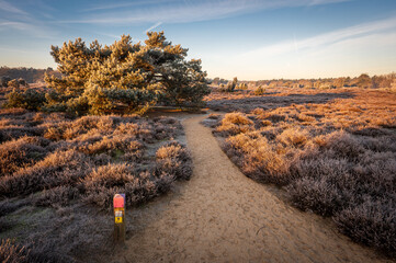 Walking path through a frozen heath landscape in the rural province of Drenthe, Hondsrug, The Netherlands. - obrazy, fototapety, plakaty