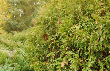 Landscaping conifers mix. Trees and shrubs in green colors close up