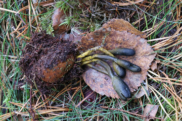 Snake's tongue, Tolypocladium ophioglossoides, also known as golden thread cordyceps, parasitic on Deer Truffle, wild fungi from Finland