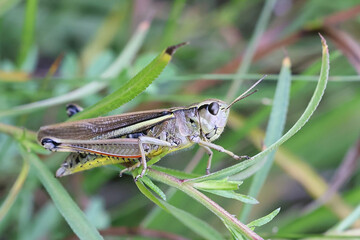 Large marsh grasshopper, Stethophyma grossum, insect from Finland