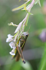 Large marsh grasshopper, scientific name Stethophyma grossum, insect from Finland