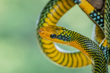 Rainbow tree snake, Royal tree snake, gonyosoma margaritatum native to borneo indonesia close up shot with natural bokeh background 