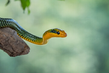 Rainbow tree snake, Royal tree snake, gonyosoma margaritatum native to borneo indonesia close up shot with natural bokeh background 