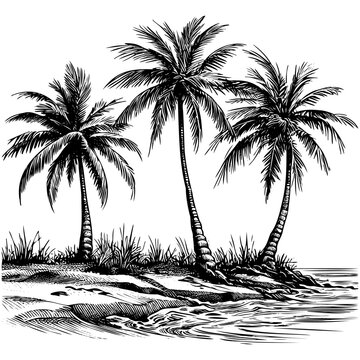 Tropical coconut palm trees. Vector sketch illustration. Hand drawn tropical plants and floral design elements.