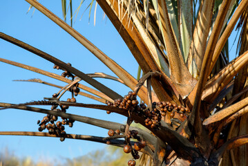 Gros plan sur les fruits d'un palmier à huile
