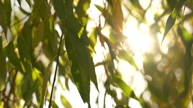 Closeup view slow motion 4k stock video footage of bright yellow leaves growing on branches of autumn tree with sparkling sun shine among foliage. Sunny abstract autumnal video background
