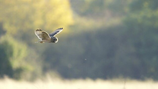 A short eared owl flying and hunting in beautiful evening light in a field in the UK