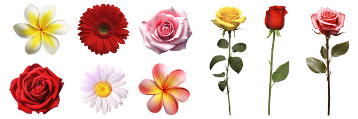 Flowers set, arranged on a transparent background, perfect for presentation design.