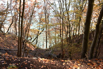Obraz premium Wanderung im Jasmund Nationalpark auf Rügen