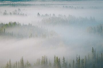 Early morning just after sunrise. Fog in the valley of the Chuya River. Coniferous forest in the fog. Kurai steppe. Summer landscape in Altai mountains, Siberia, Russia.