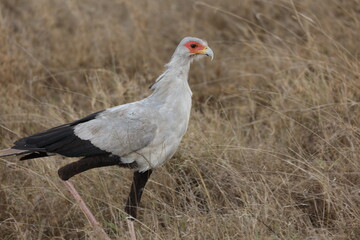 Sekretärvogel2