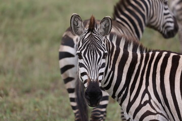 Fototapeta na wymiar Zebra9