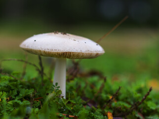 Front view of Mushroom vegetable in the forest