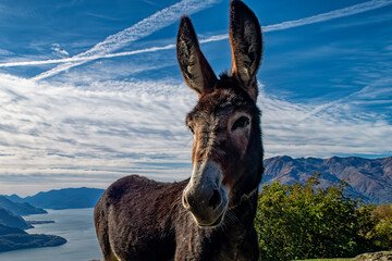 Fototapeta premium Donkey close-up on a mountain of Lake Como