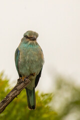 blue tailed bee eater