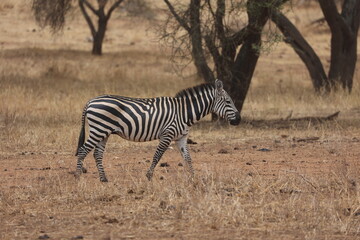 Zebra19
