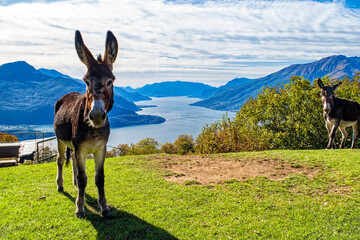 Donkey close-up on a mountain of Lake Como