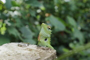 View of a male green forest lizard's elevated head, which reveals its cheek texture