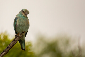 green winged macaw