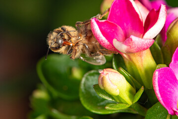 Bee, beautiful and small bee seen through macro lens in detail, selective focus.