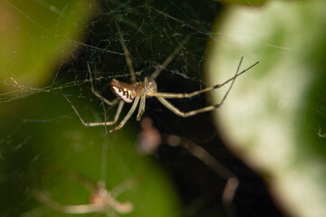 spider, beautiful and small spider seen by macro lens in detail, selective focus.