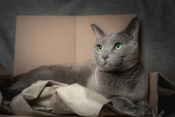 Kot w pudełku. Kot w kartonie. Kot rosyjski niebieski w kartonowym pudełku. - obrazy, fototapety, plakaty