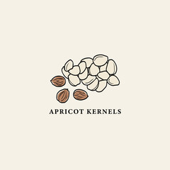Line art apricot kernels drawing
