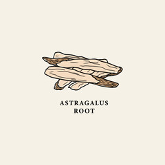 Line art astragalus root drawing
