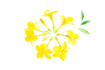 Flower of golden trumpet, yellow allamanda, Allamanda cathartica with Green leaves isolated on white background, Yellow flower blooming